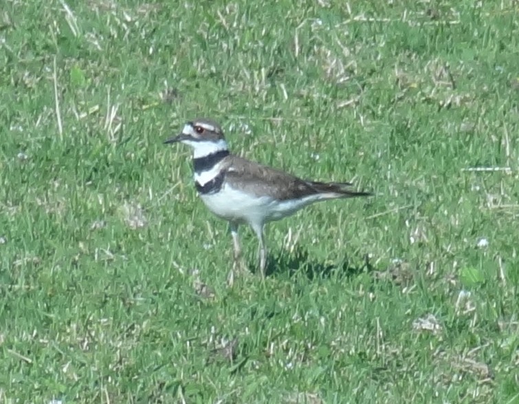 Killdeer2