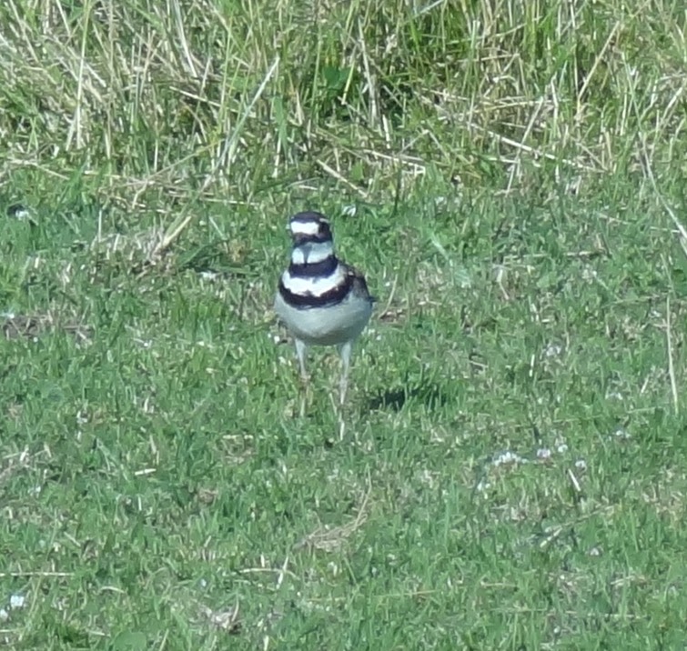 Killdeer