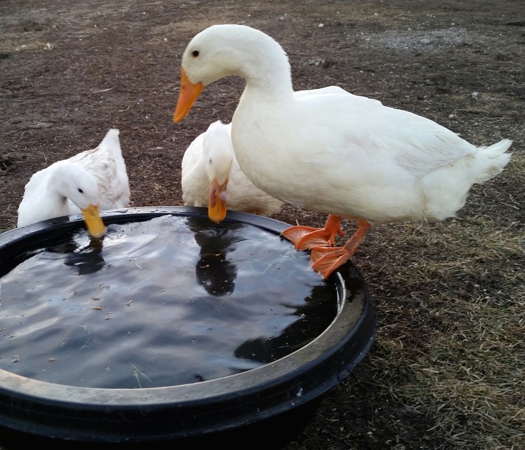 20150316_190631_resized_1