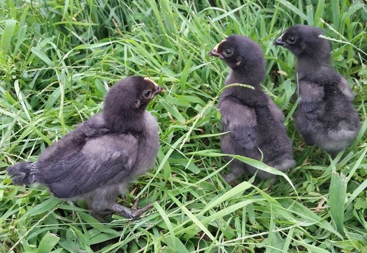 20150813_170828_resized