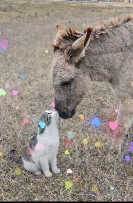 2e039464f2c24cc889552643d12