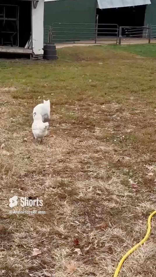 chicken-chasing-cats