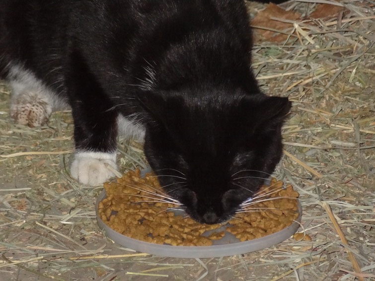 NewCat4