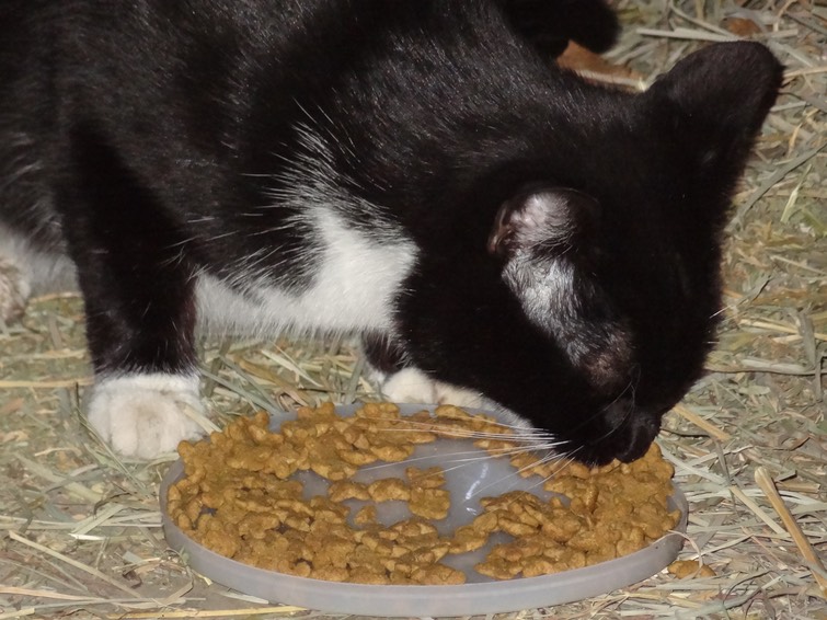 NewCat5