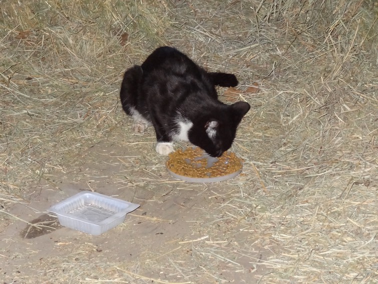 NewCat6