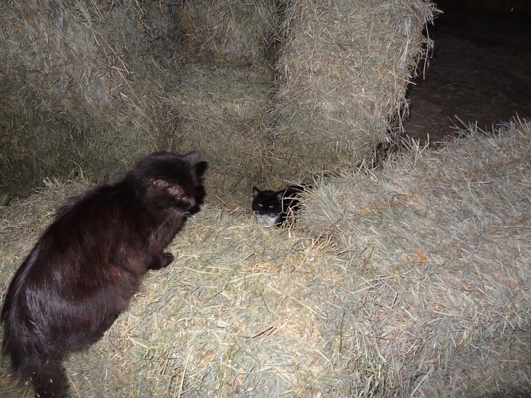 NewCat7
