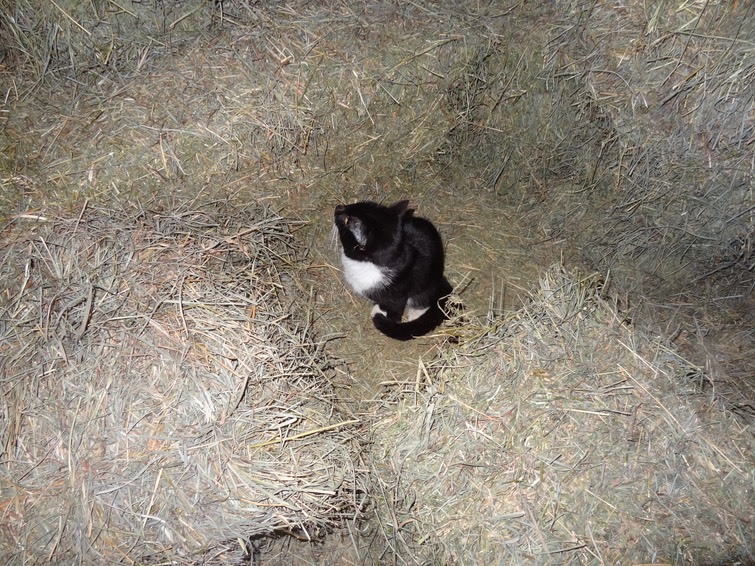 NewCat9