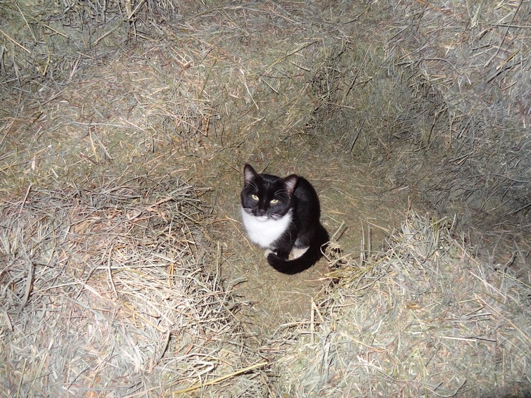 NewCat10