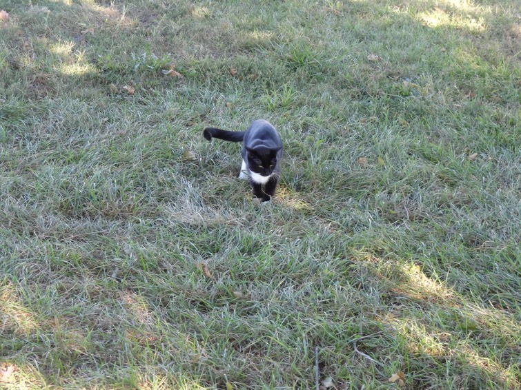 NewCat11