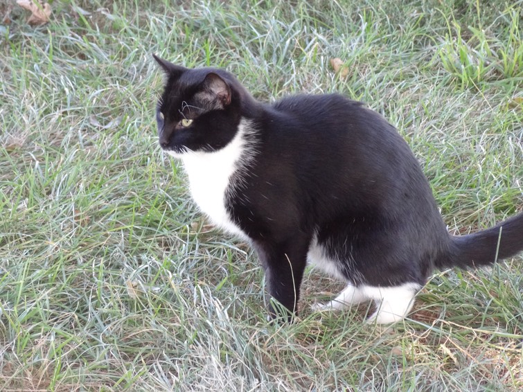 NewCat12