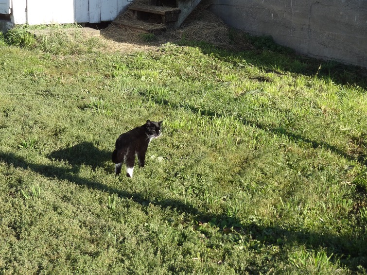 NewCat13