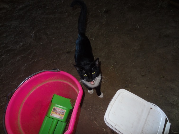 NewCat14