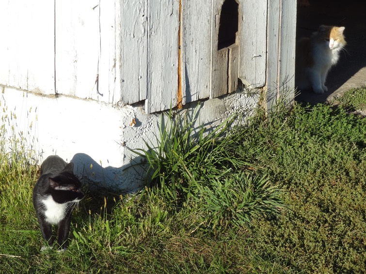 NewCat19