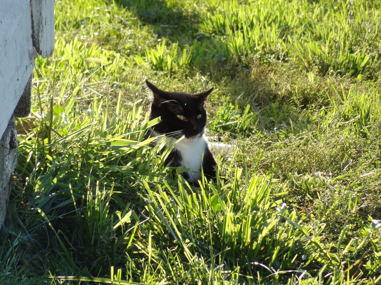 NewCat23