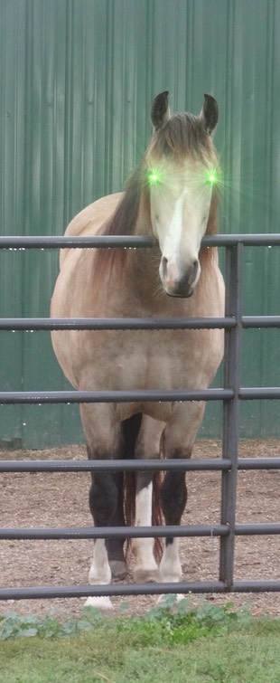 DSC06534 - Version 2