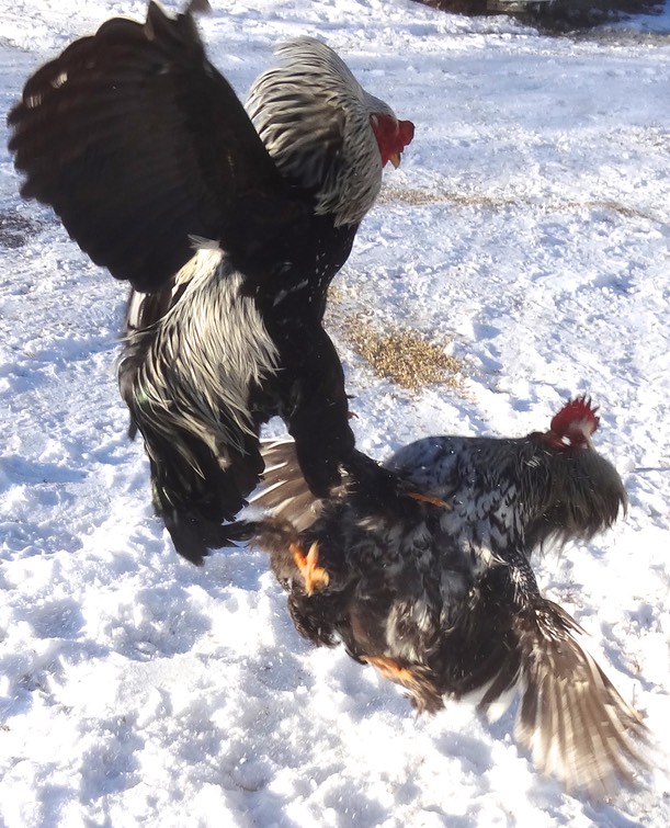 DSC07009 - Version 2