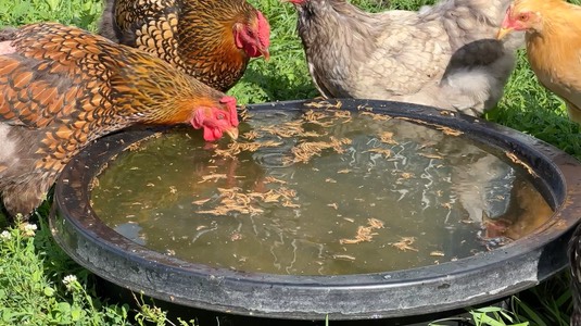 moviechicken