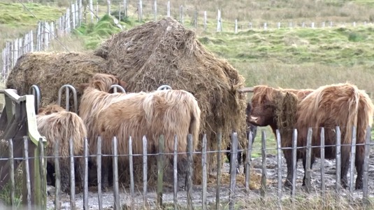 my-movie-cow2