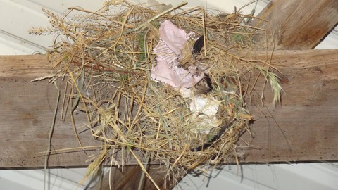 Nest3