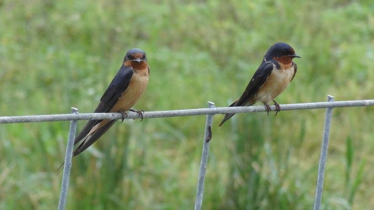 Swallows2